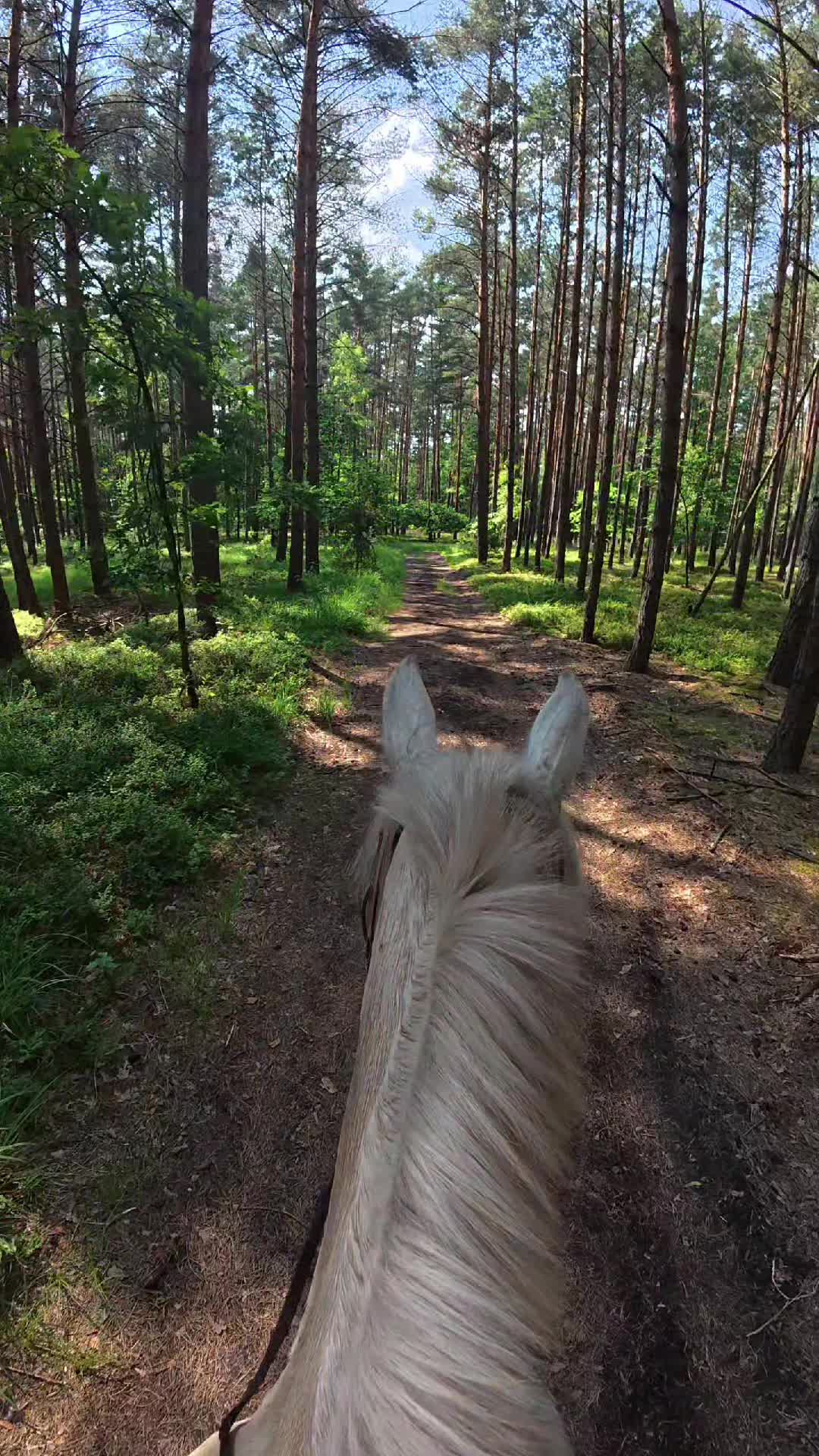 @Stajnia Pod Kasztanem 🇵🇱
