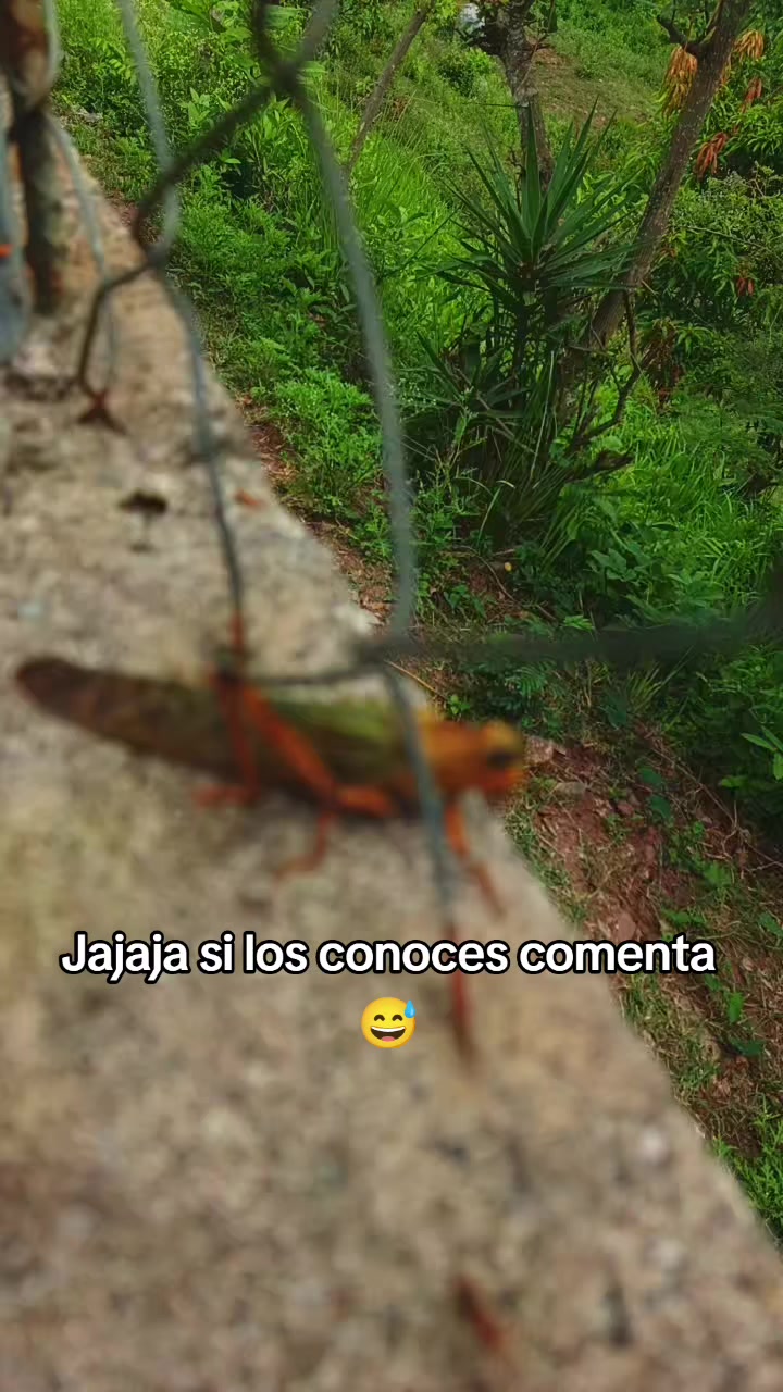 @Ivis 1602🥺