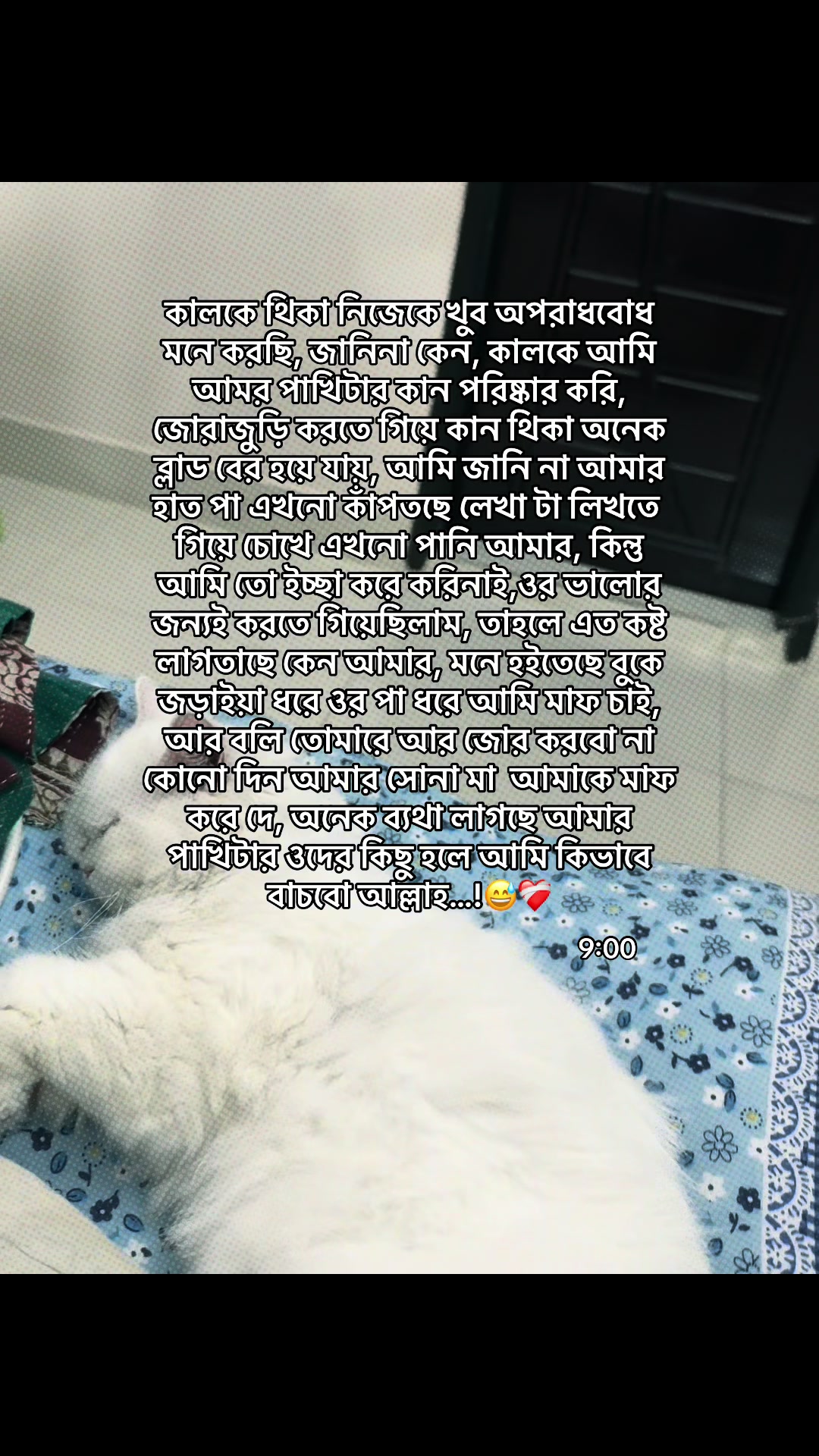 @Safa