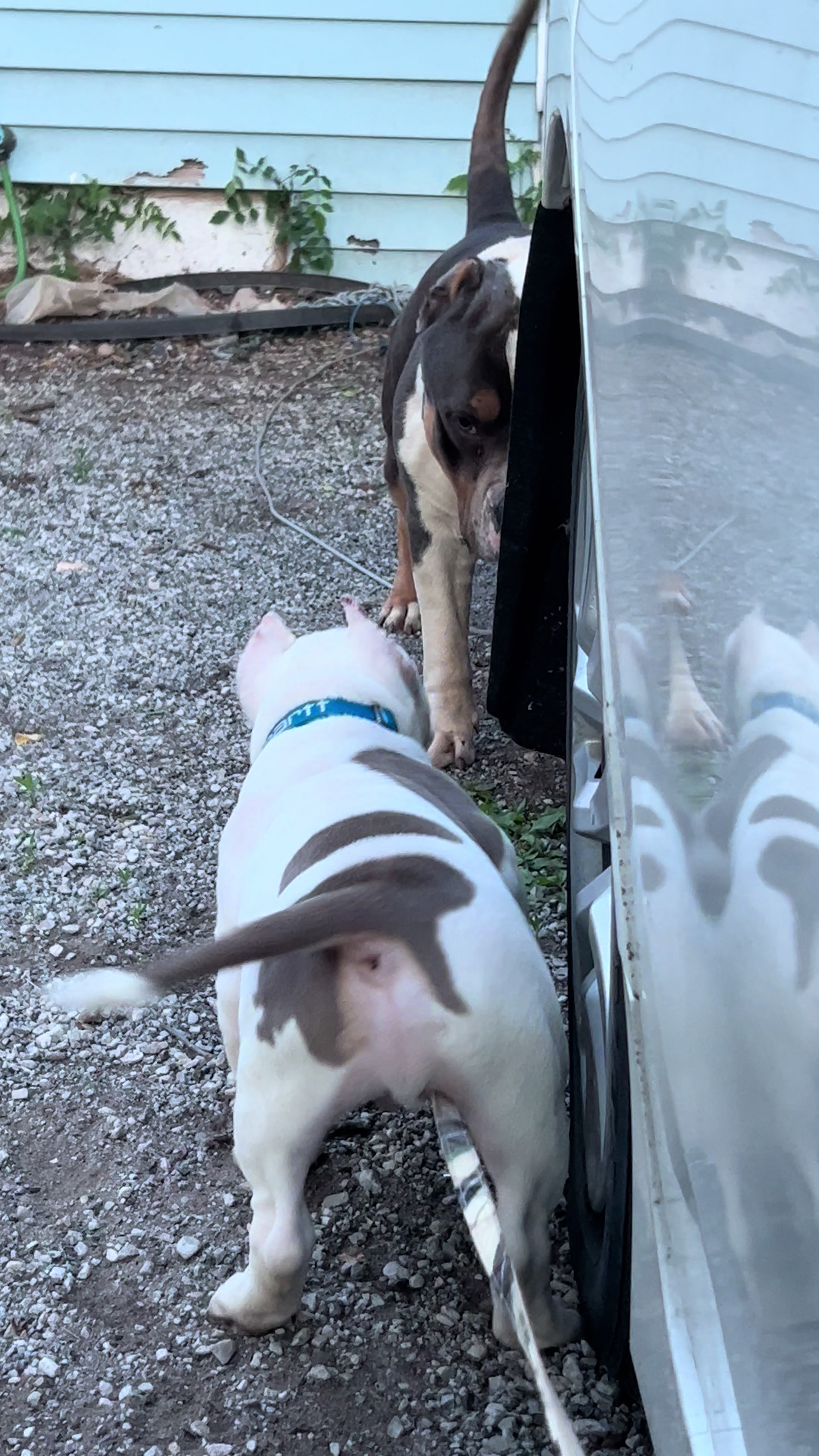 @kingsbullys