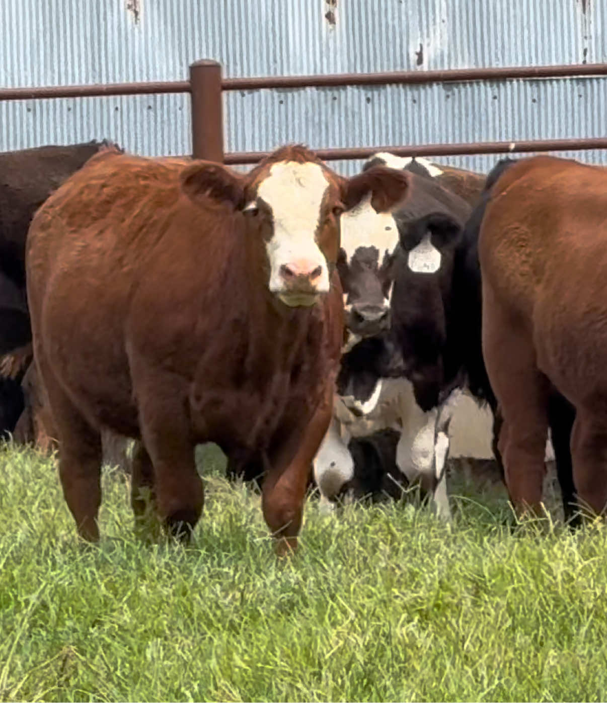 @Massey Land & Cattle