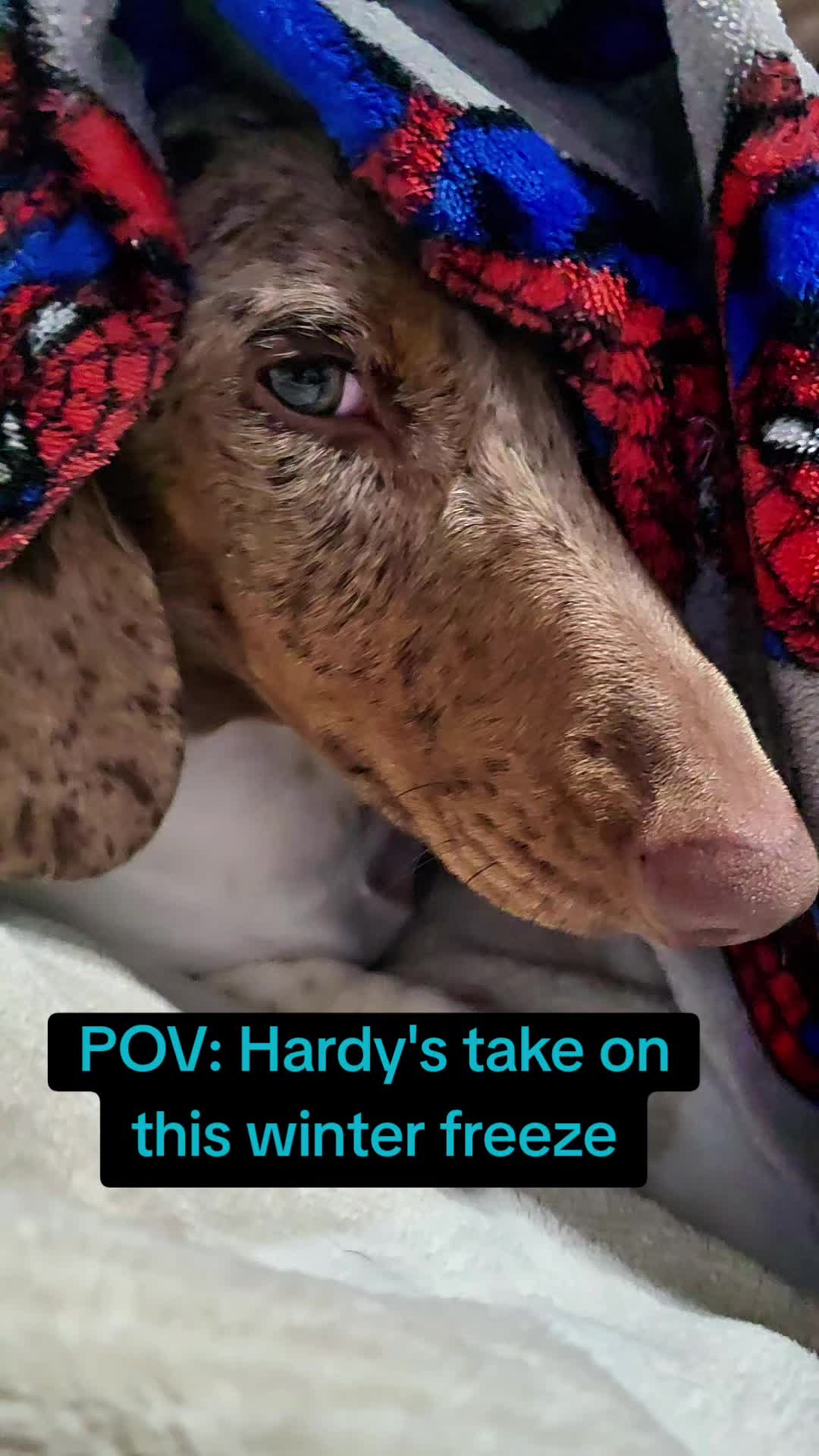 @Hardy the Hot Dog 🌭 🐾