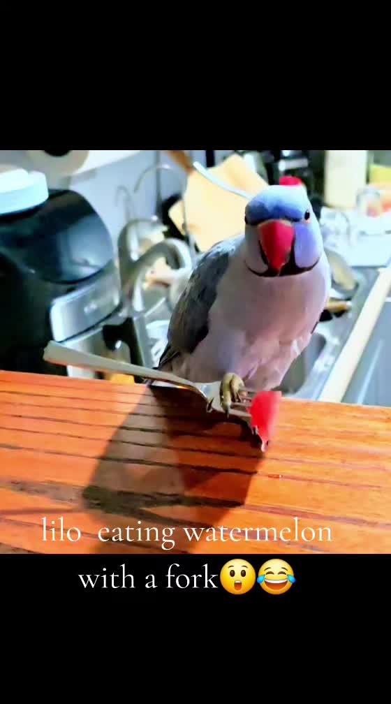 @lilotheparrot & Sky