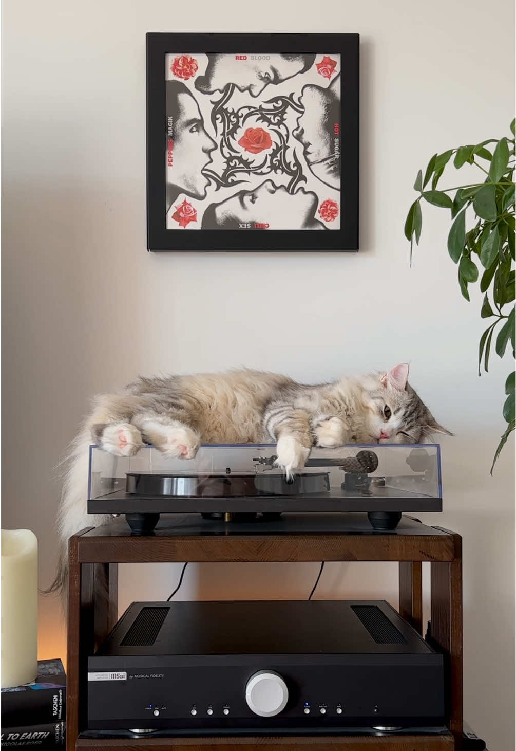 @Leon The Vinyl Cat