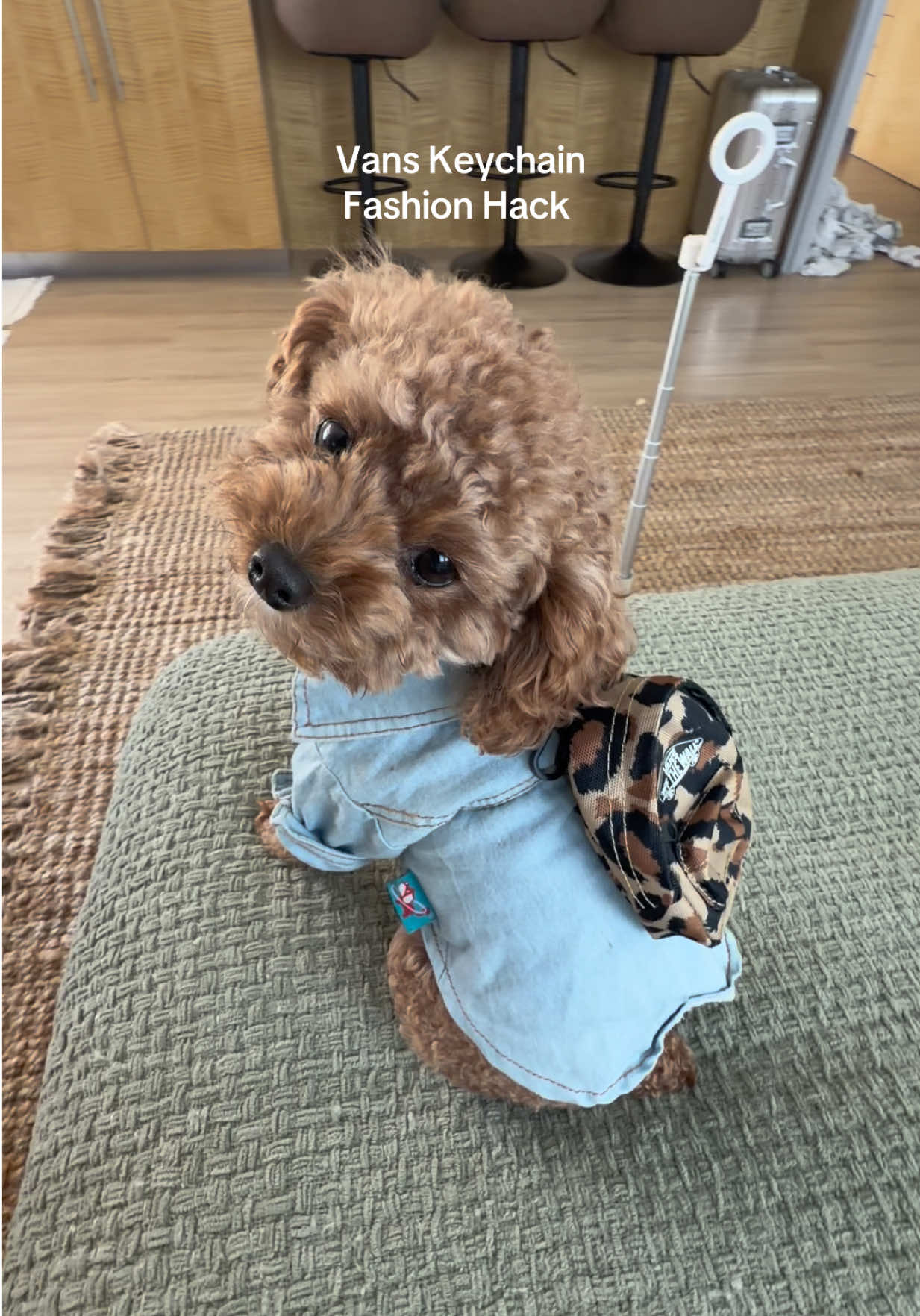 @enzoprincethepup