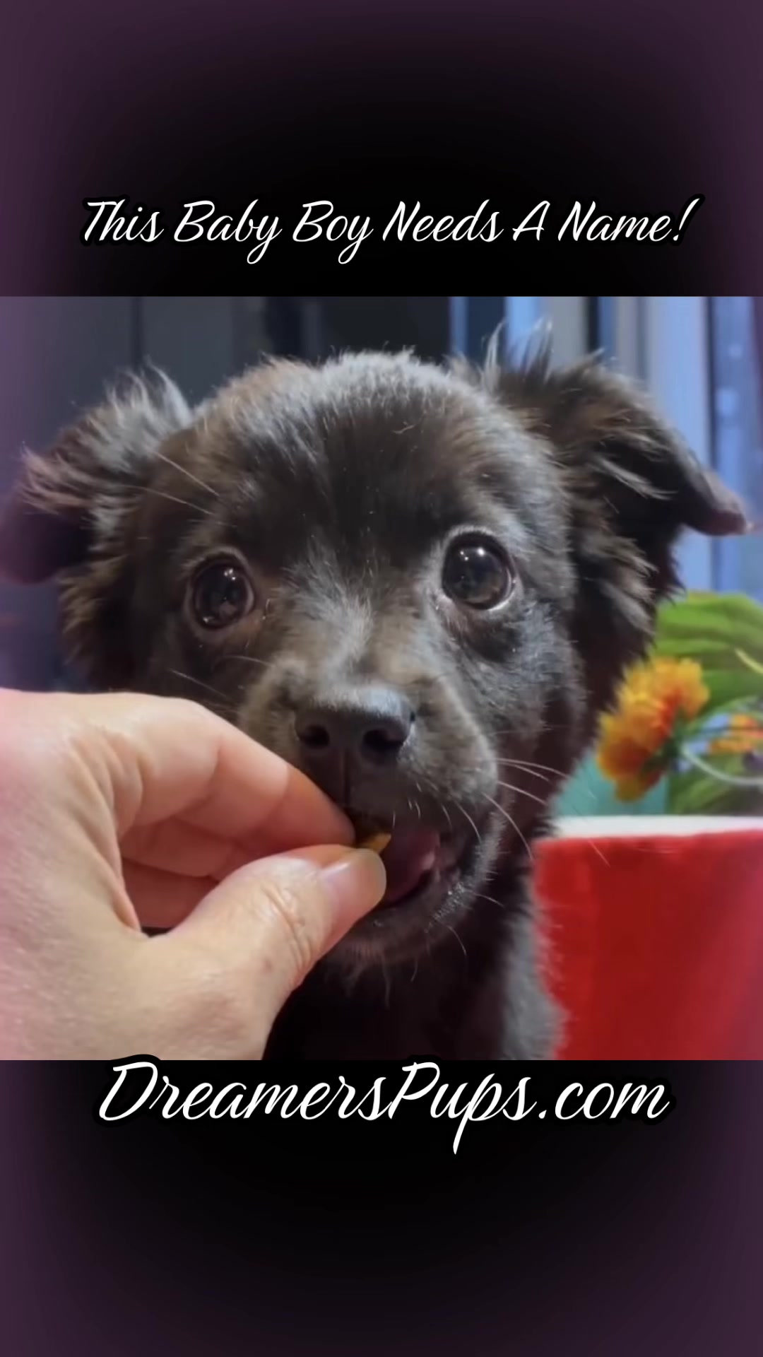 @PuppyMom