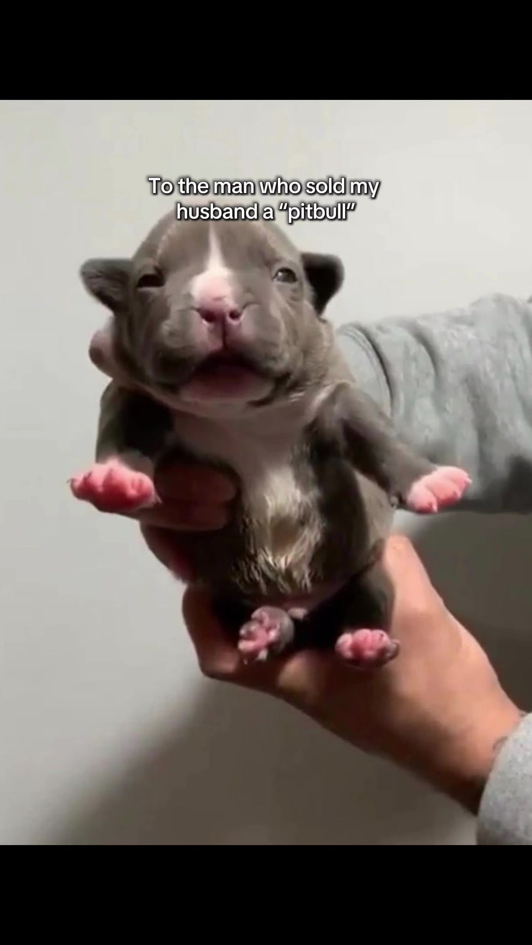 @Gunner | Pocket Bully