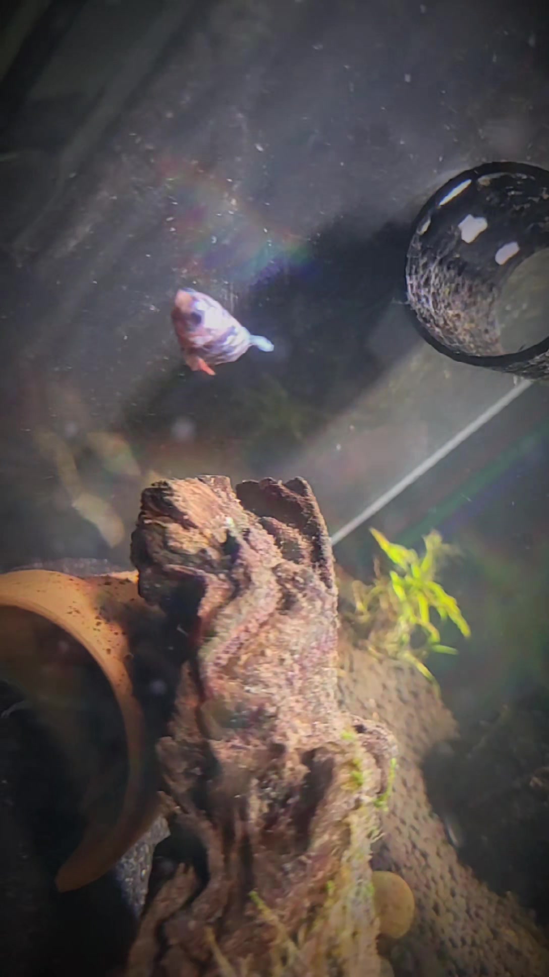 @🐌 AquaGirl ~ Here Fishy Fishy