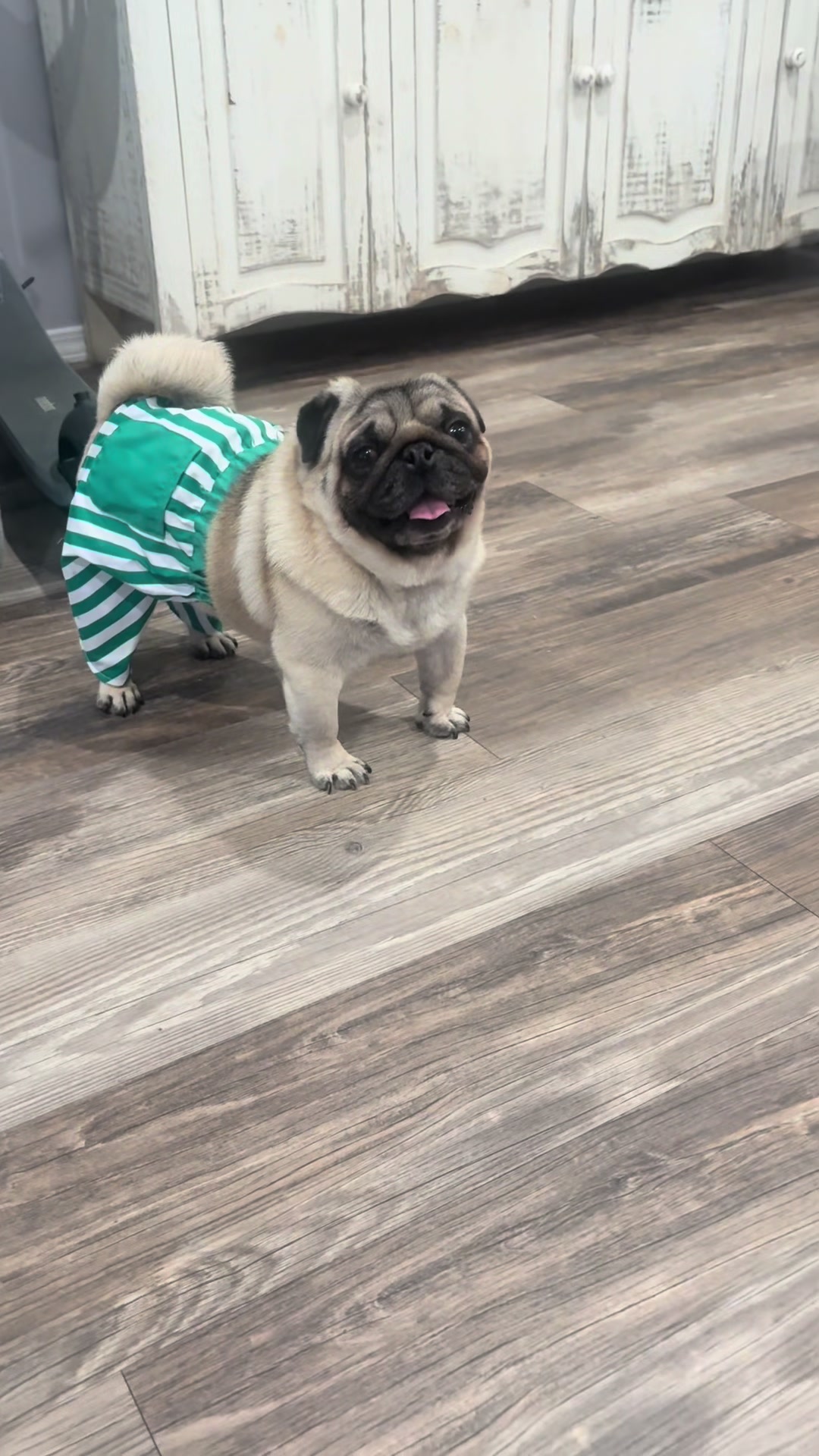 @Rocki the Pug 🐶
