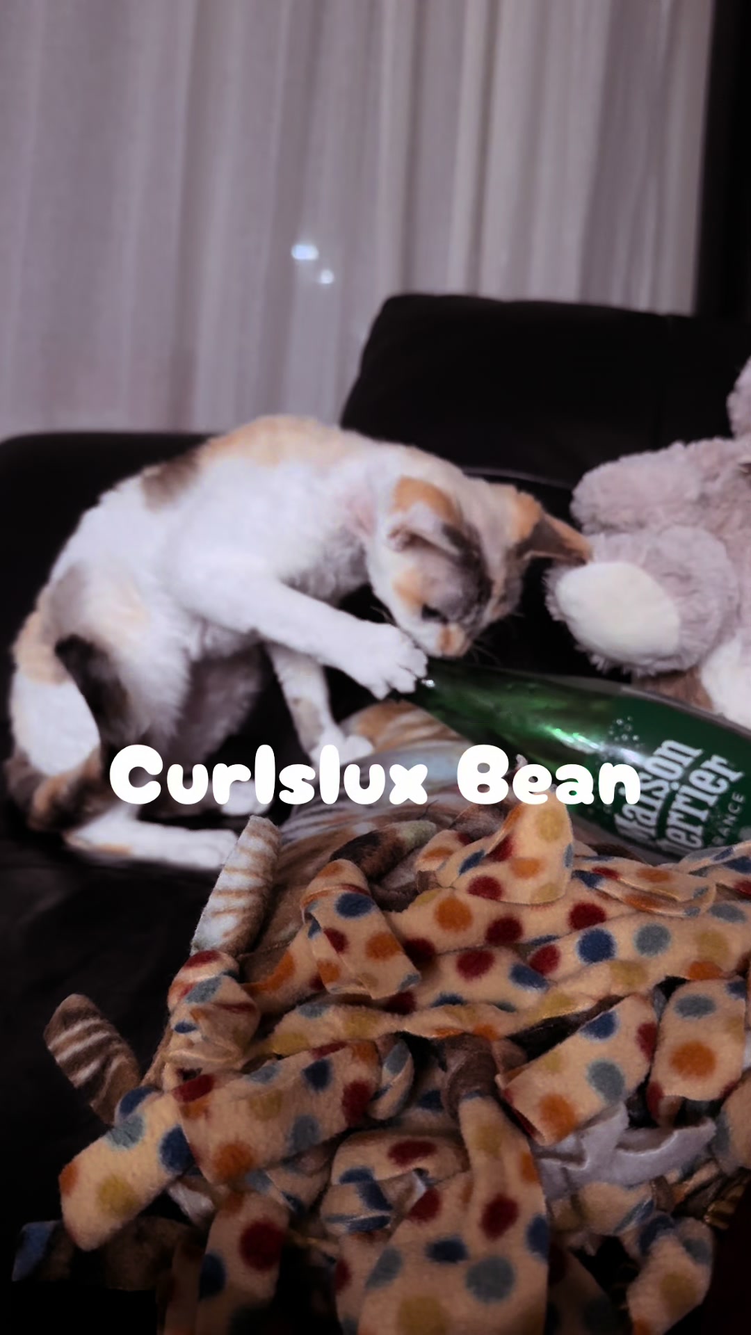 @Curlslux cattery!!🇺🇸