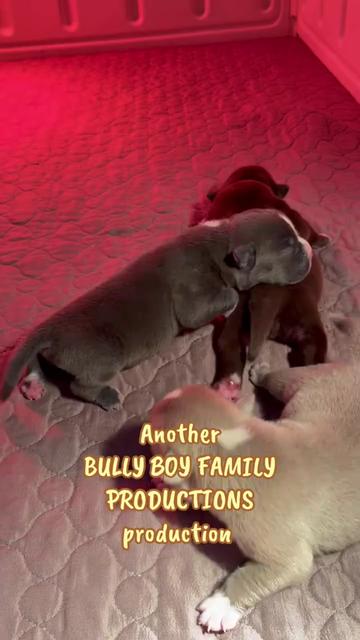 @BULLY BOY FAMILY PRODUCTIONS