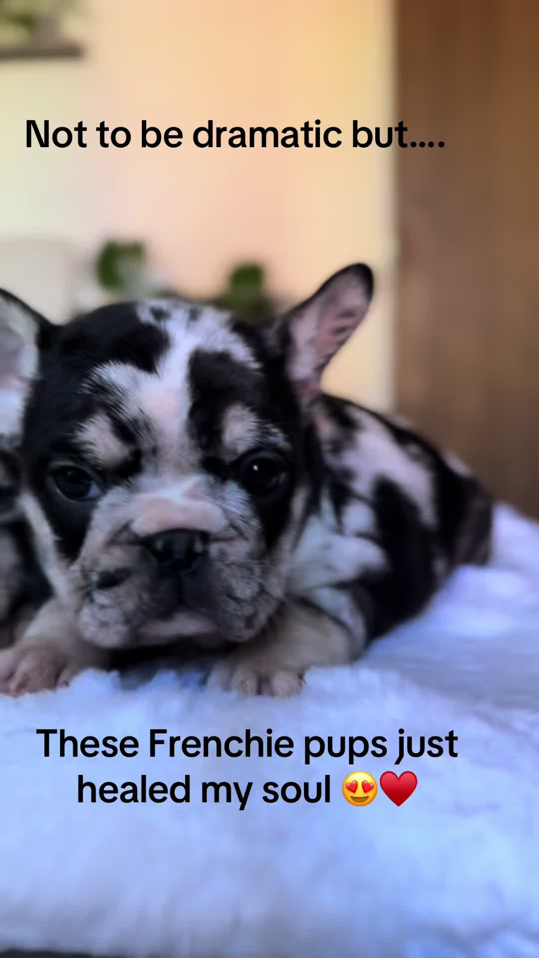 @TheFrenchieShop