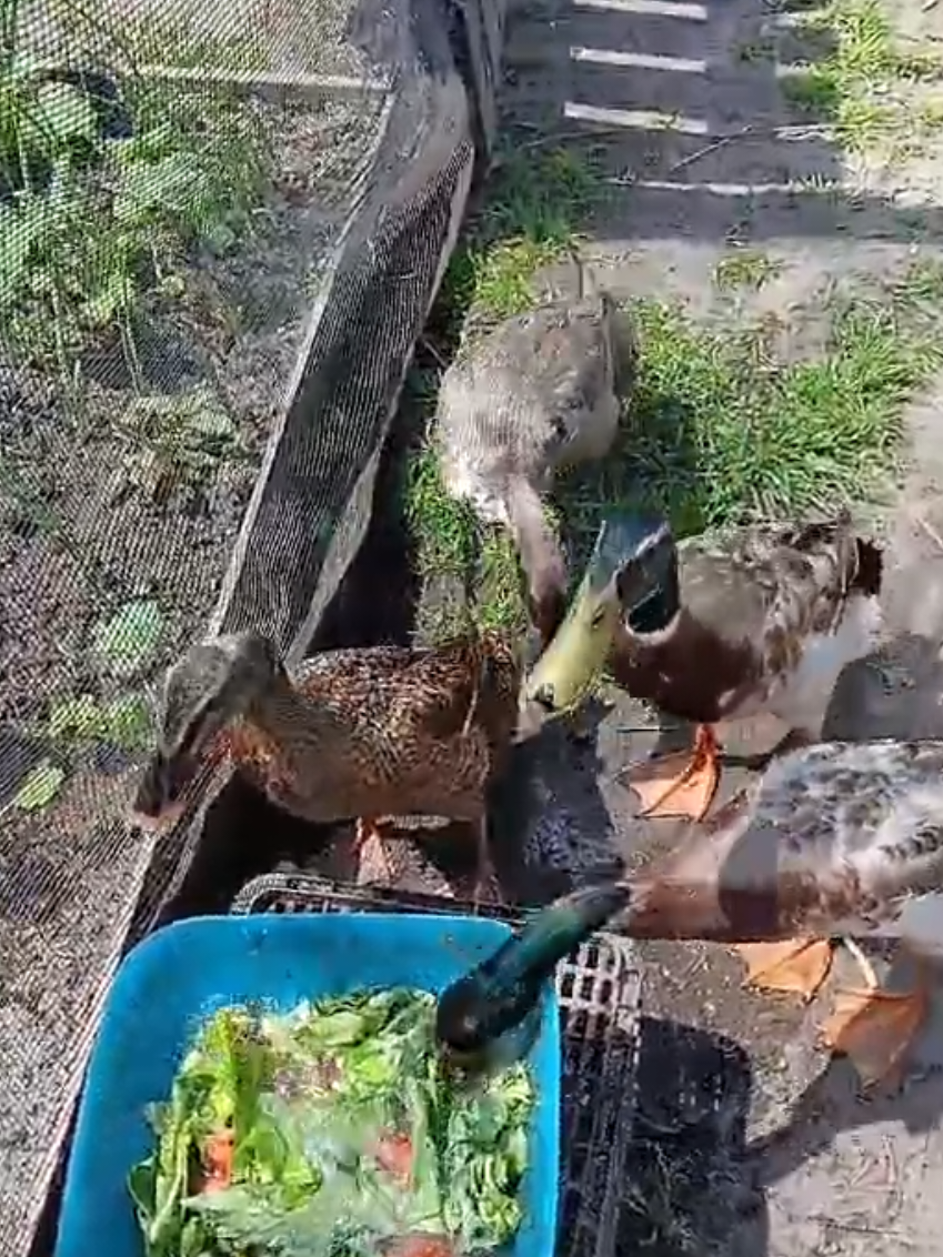 @Kaczogród u Milki🦆🦆🦆🦆