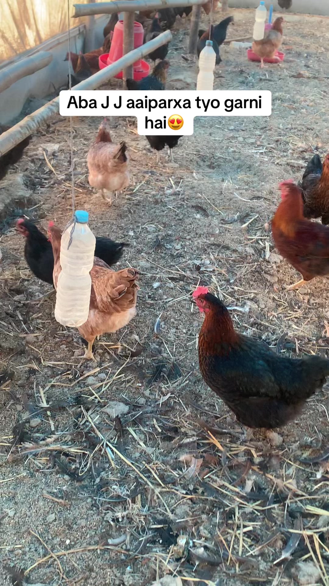 @Poudel Poultry Farm 🐔