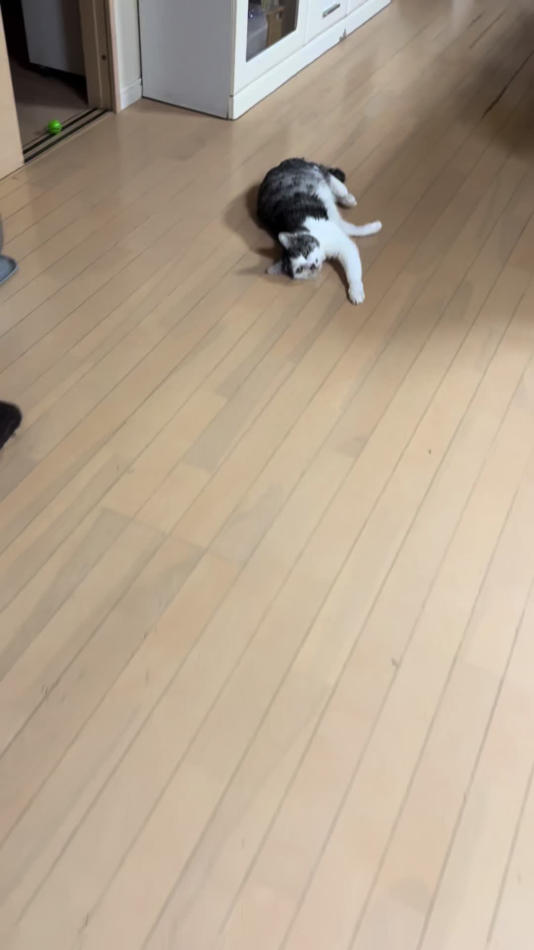 @こねのちう