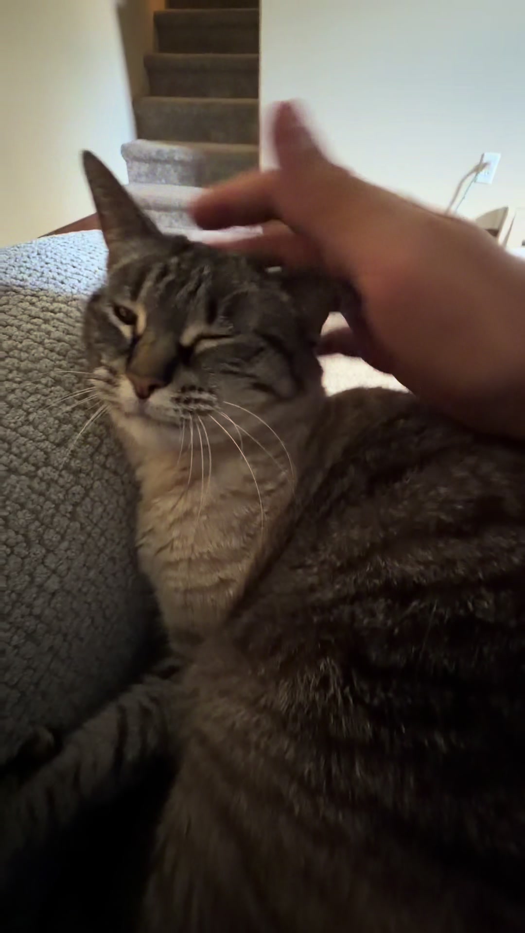 @PepperTheCat