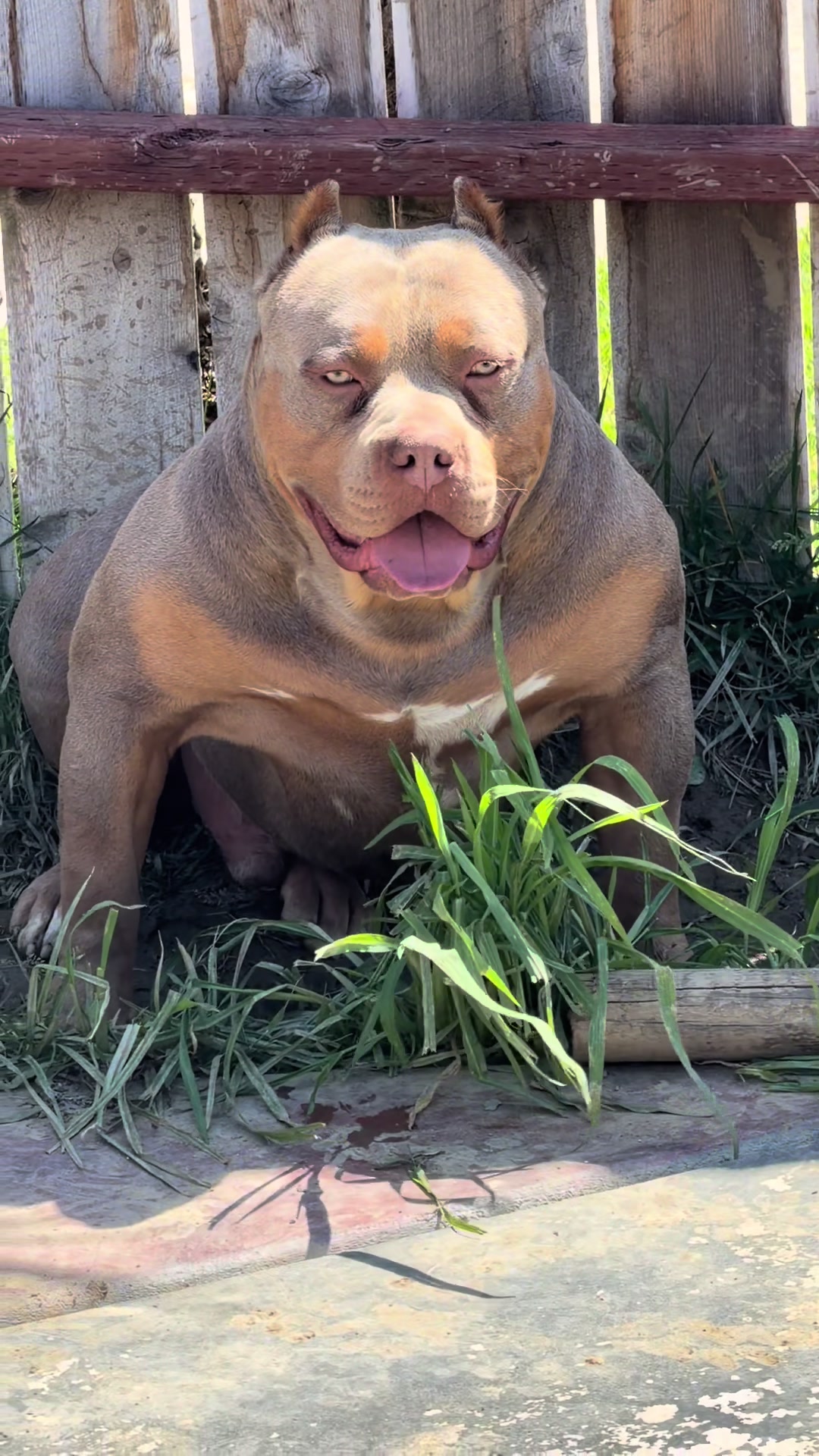 @@Dublinekennels