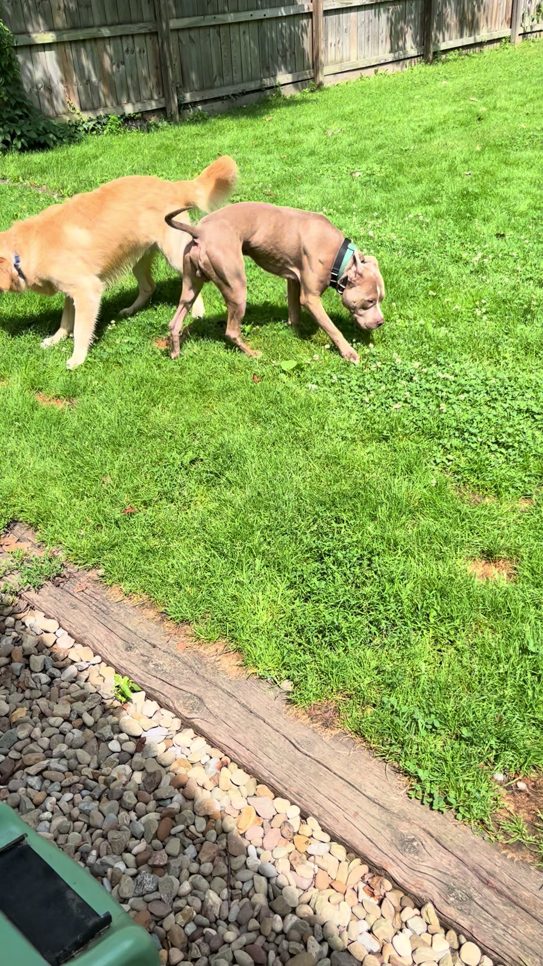 @Jay TheDog Trainer