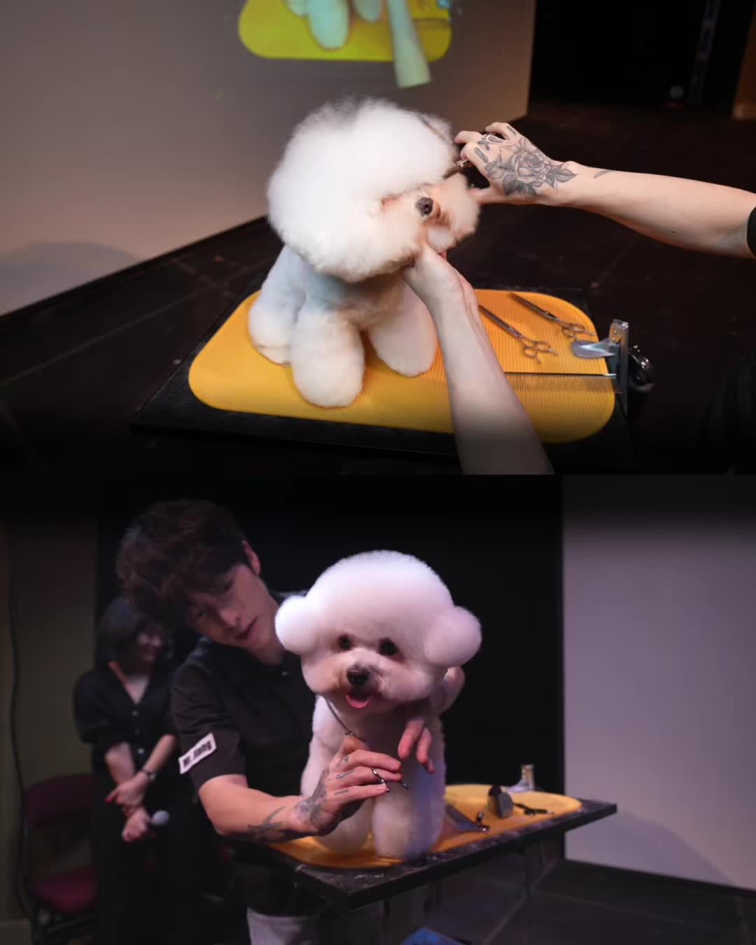 @NorCal Grooming Academy
