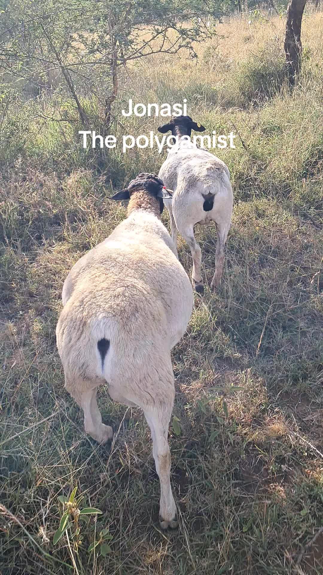 @DorperfarmsKE