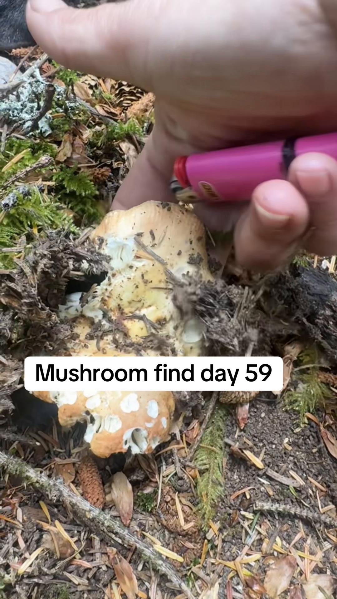 @Fungusamungus