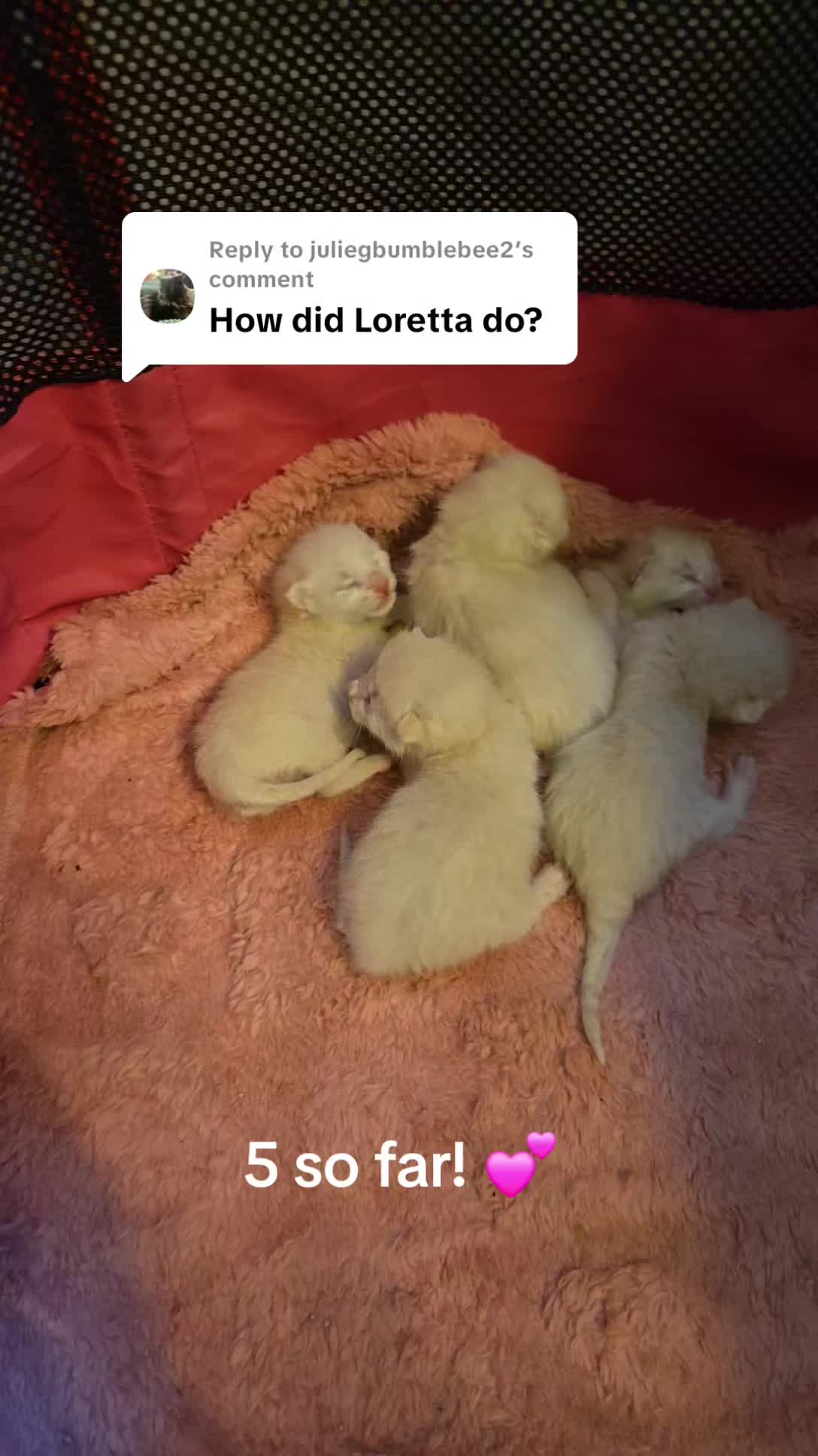 @Brittany Beauties Kittens