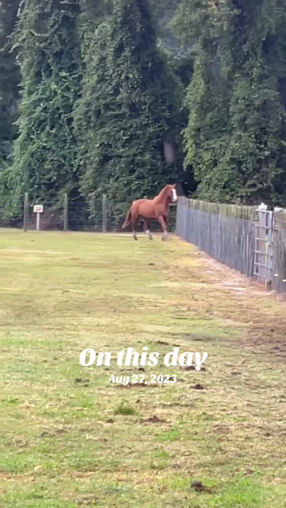 @Horselife