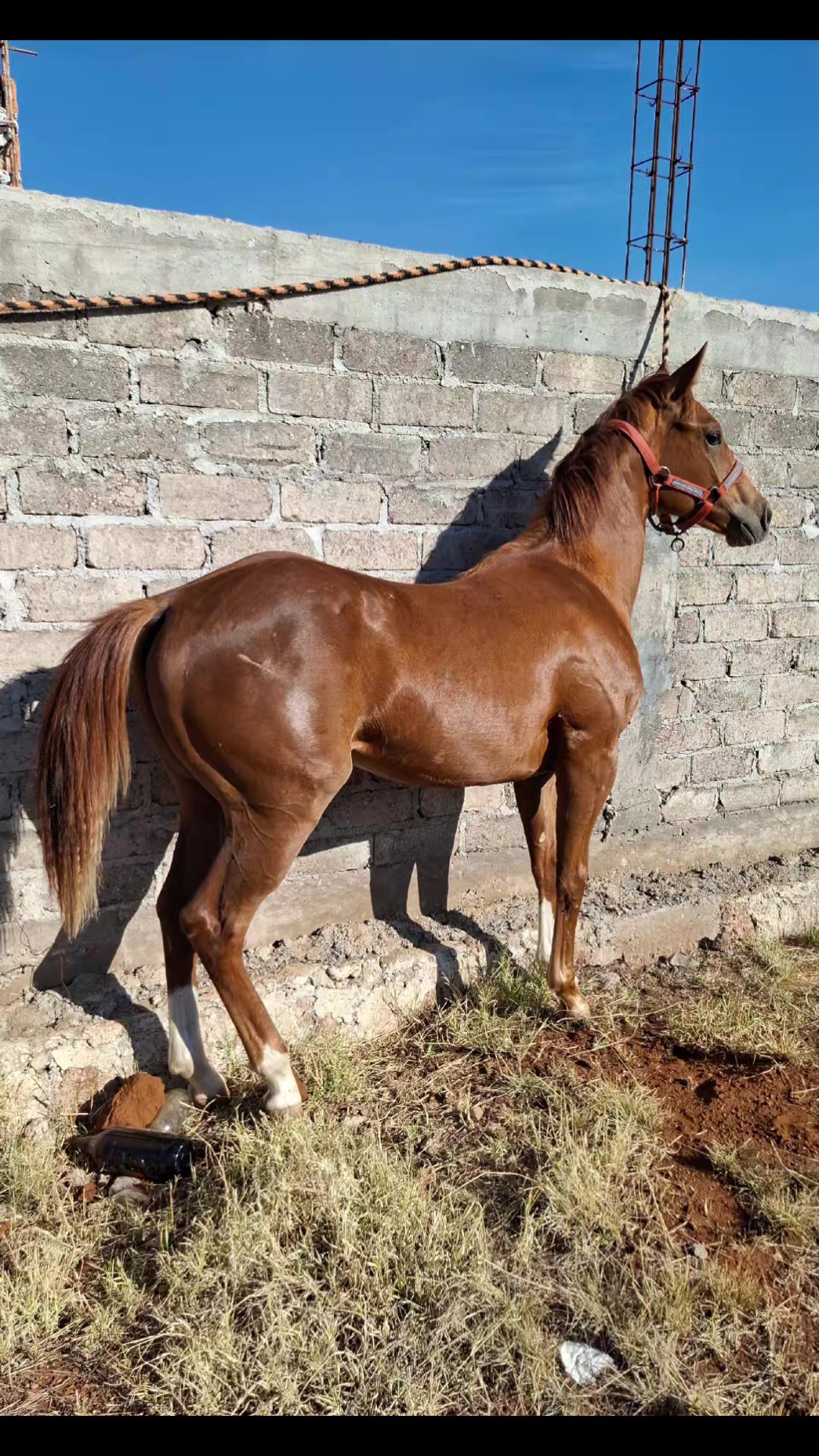 @EvHorses Zacatecas