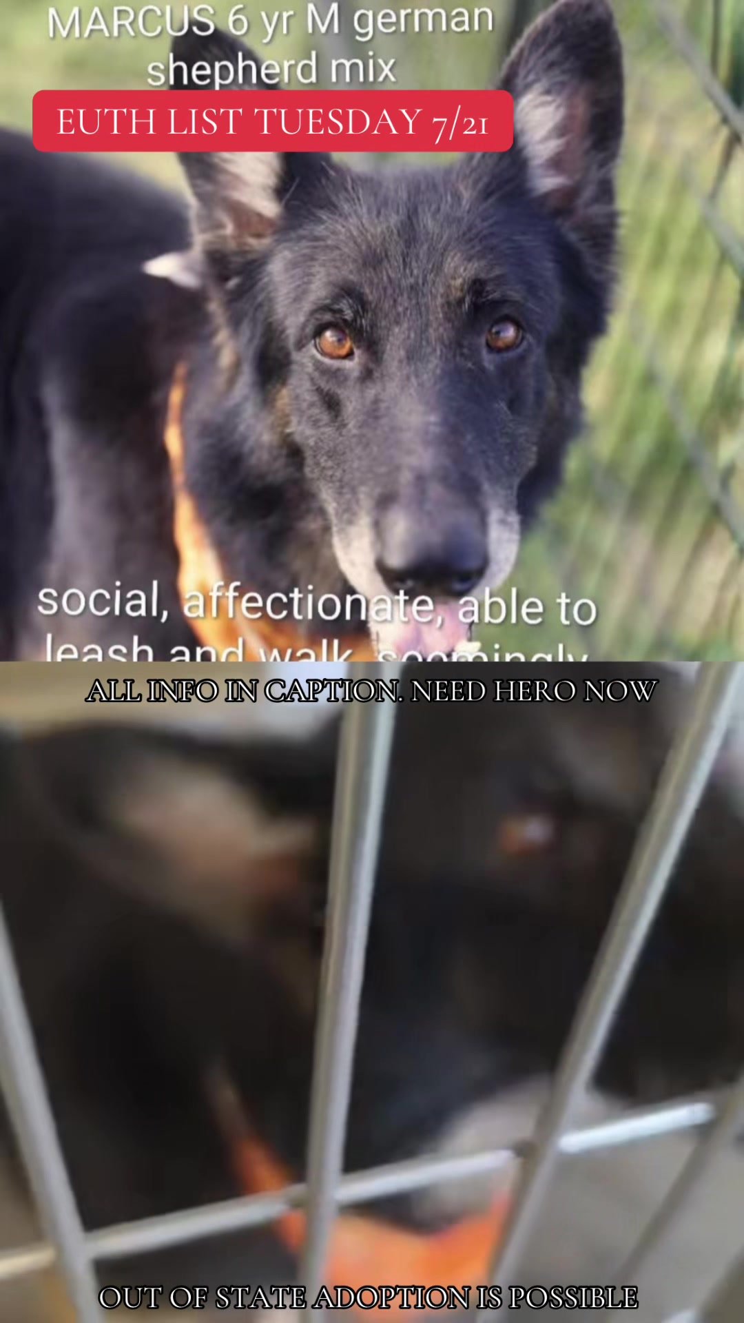 @@rescuedogs911
