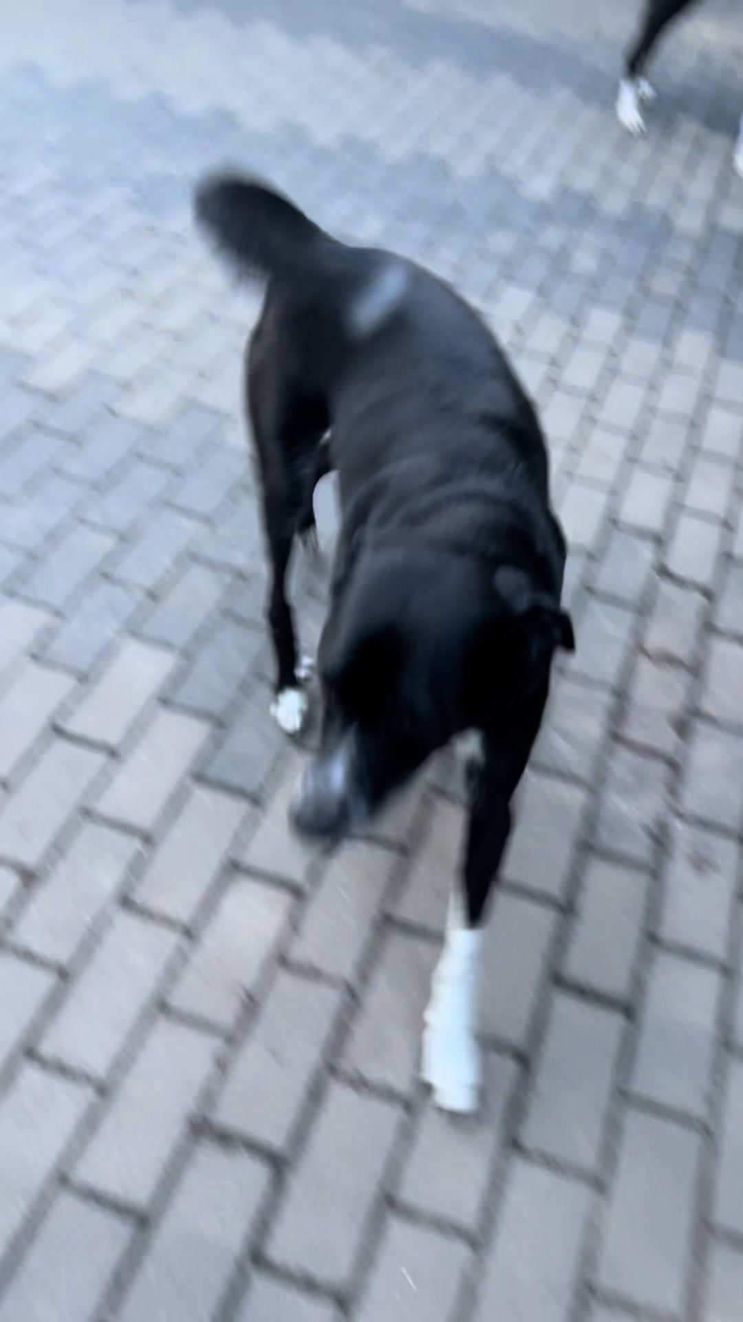 @Hunde- und Katzenpension