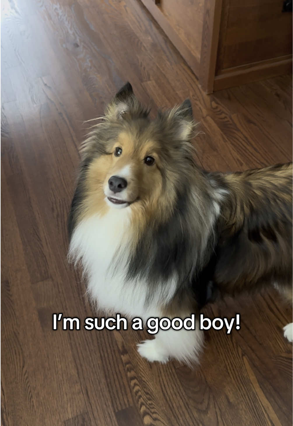 @Pepin The Sheltie
