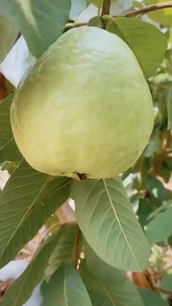 @fruits