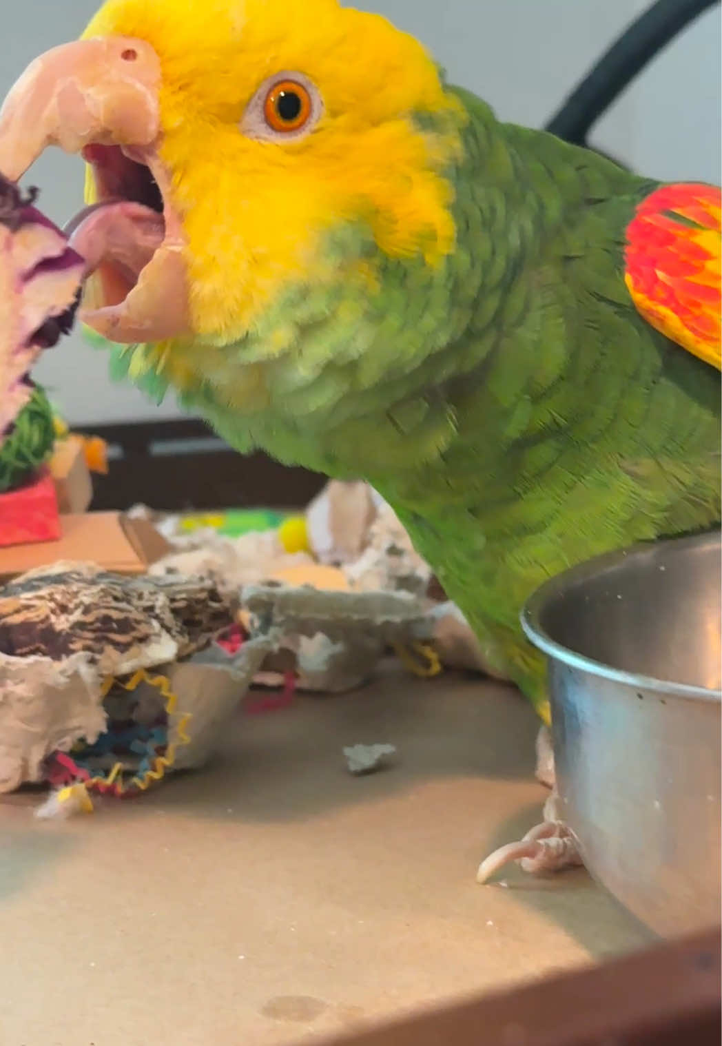 @imforthebirds