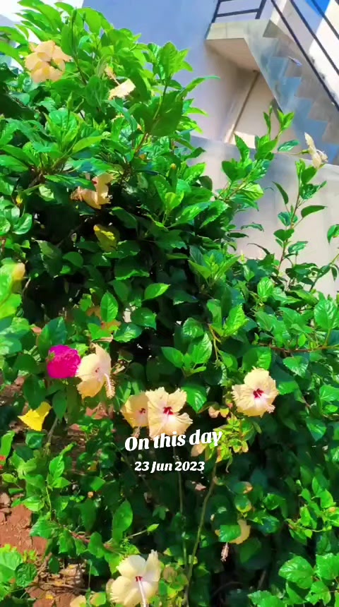 @muj627