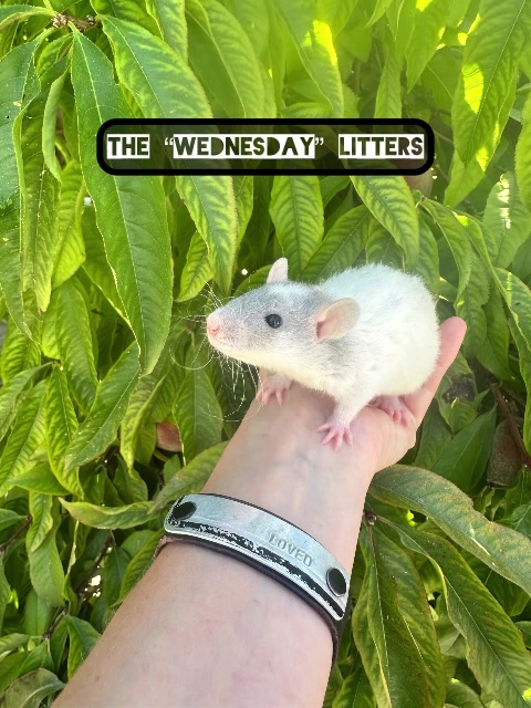 @Nosies and Toesies Rattery