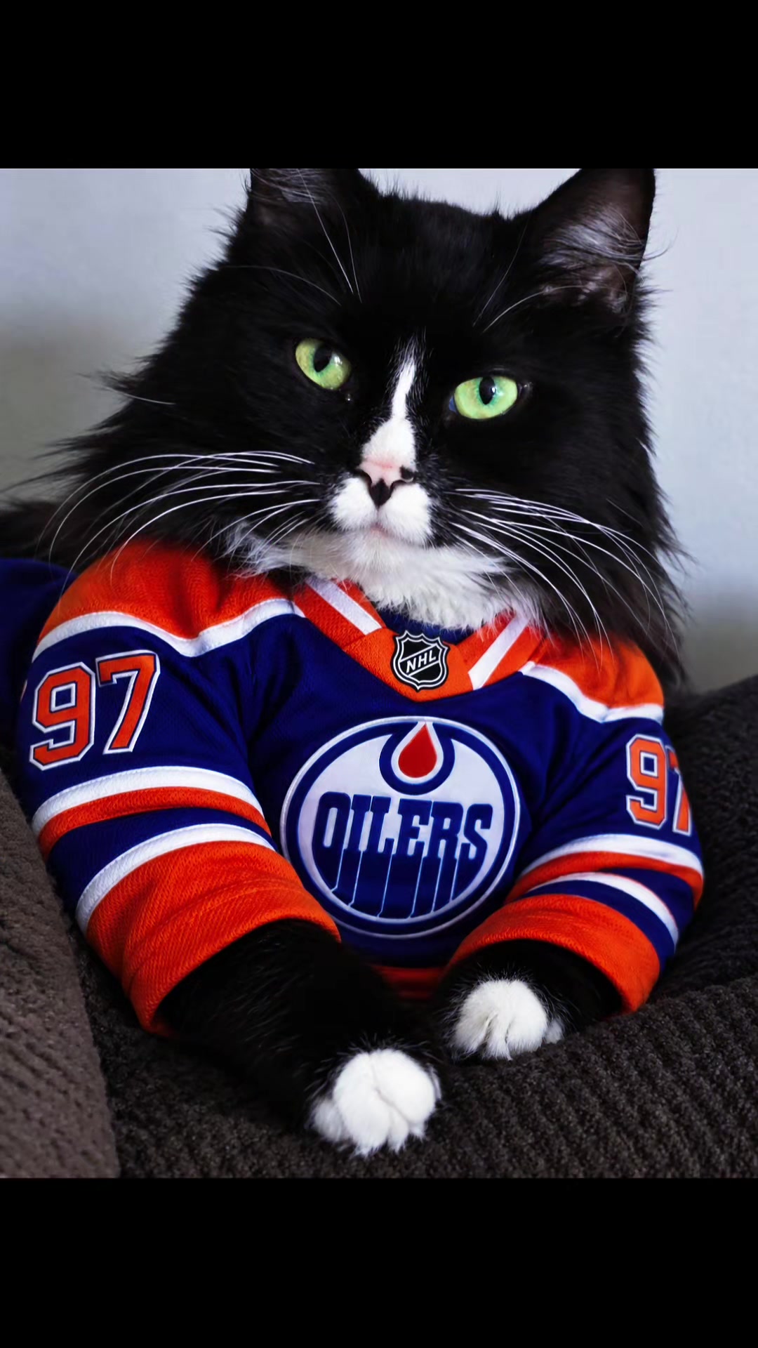 @AtticaTheTuxedoCat