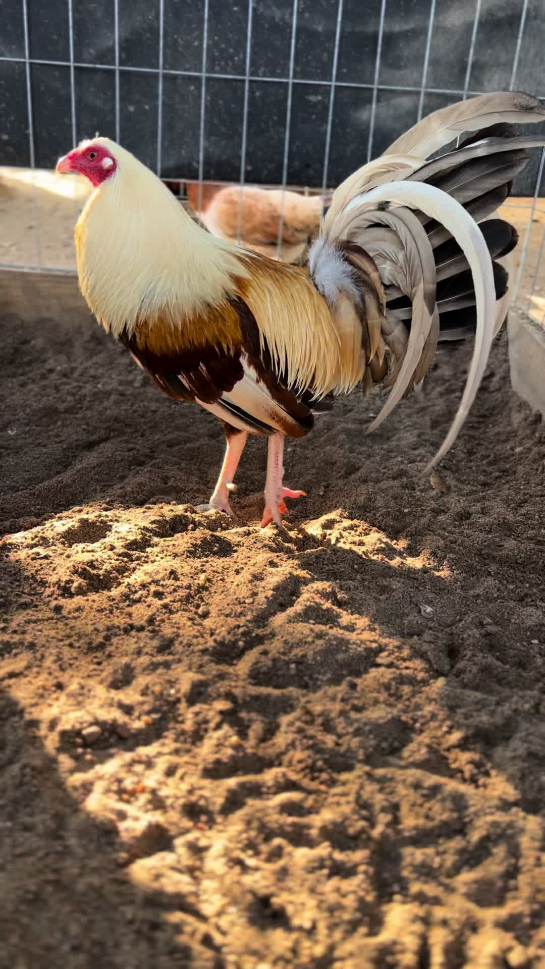 @꧁༒𝓞𝓢𝓒𝓐𝓡༒꧂