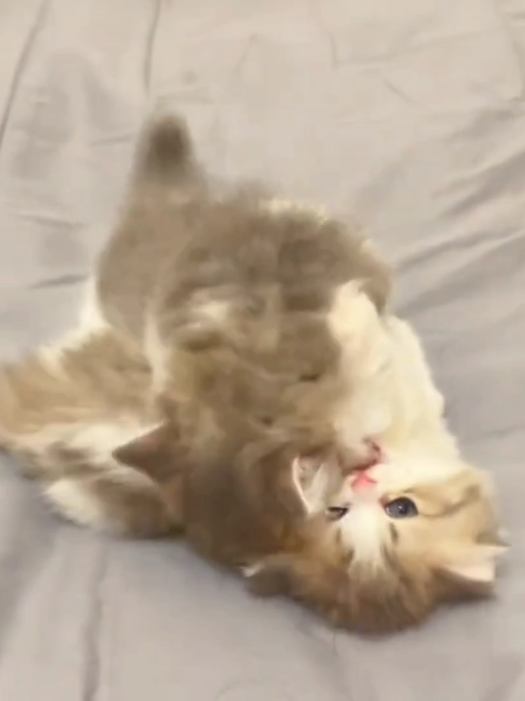 @cheerypaws