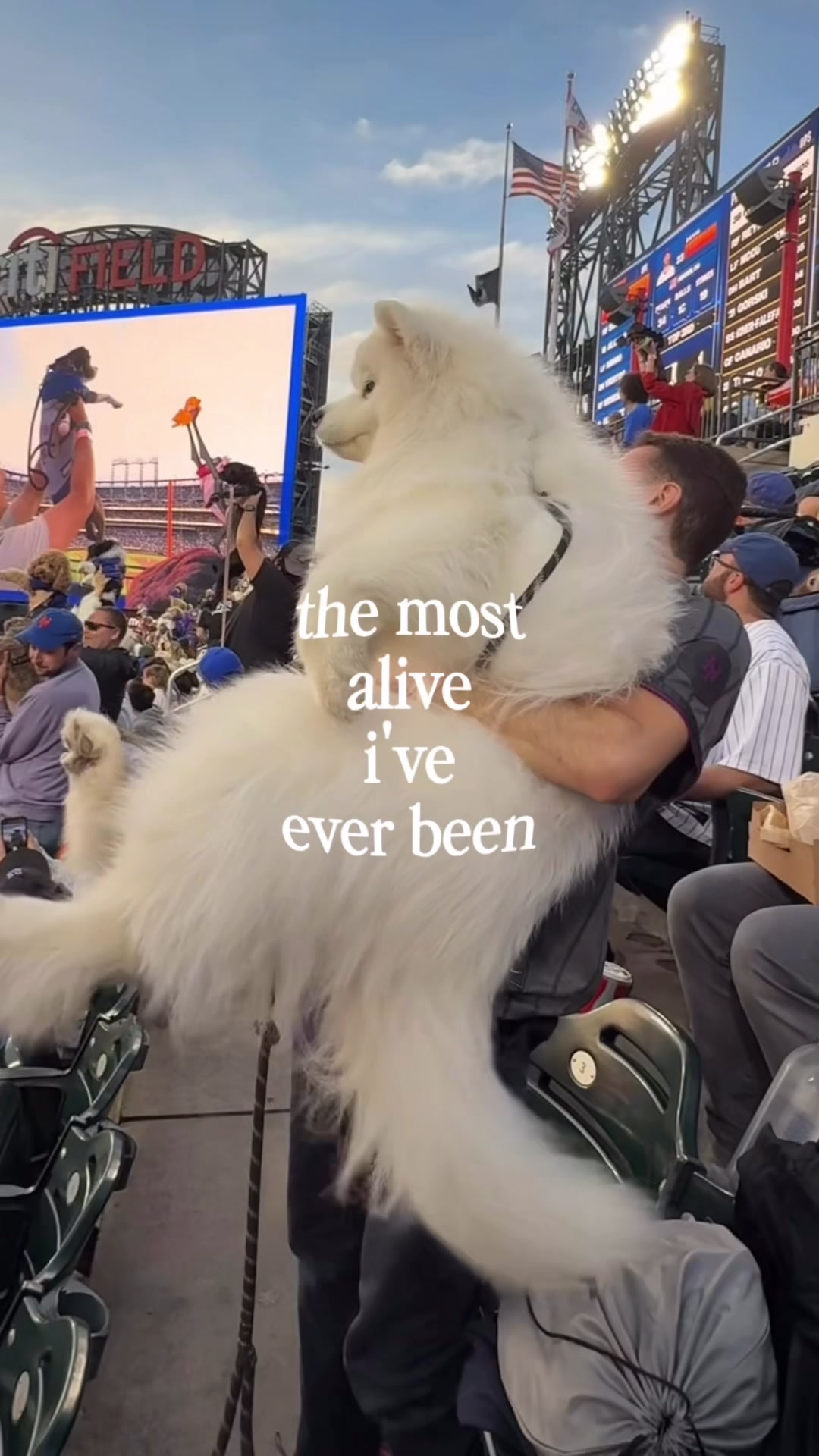 @Biff the Samoyed