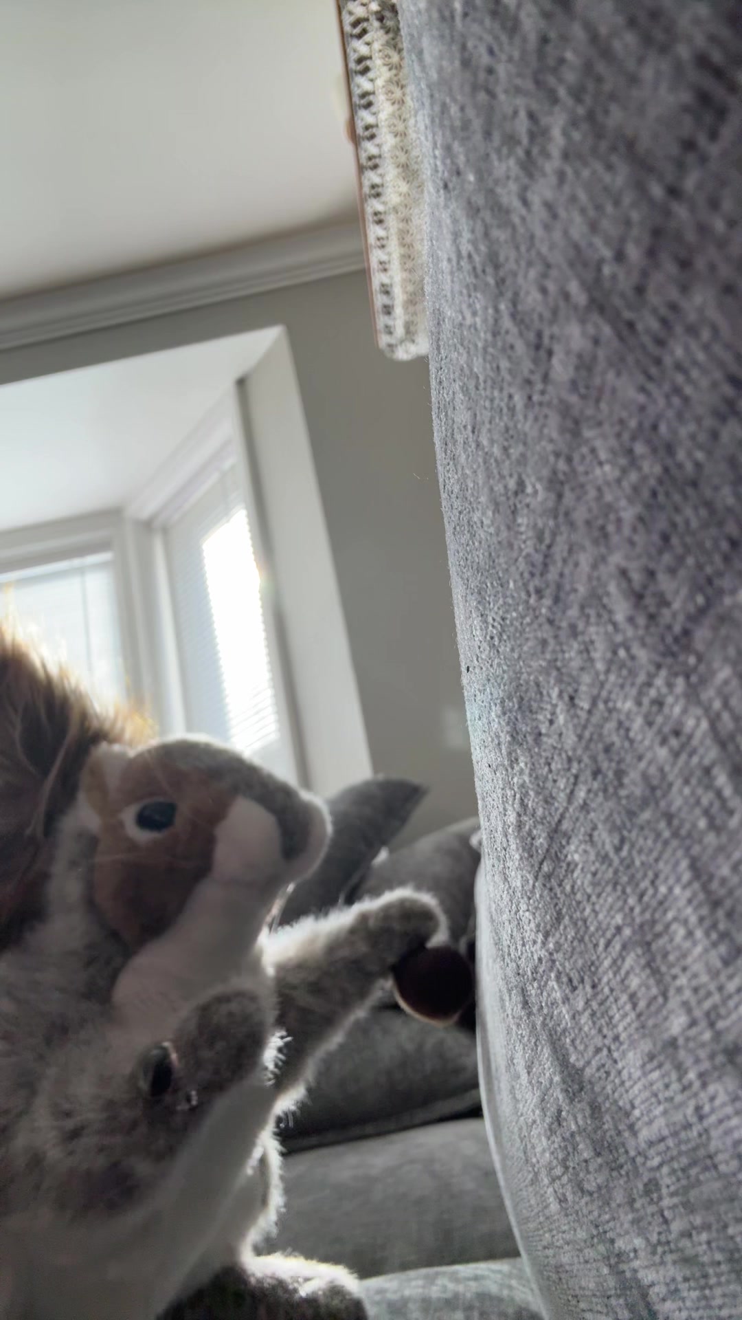 @Apple squirrel