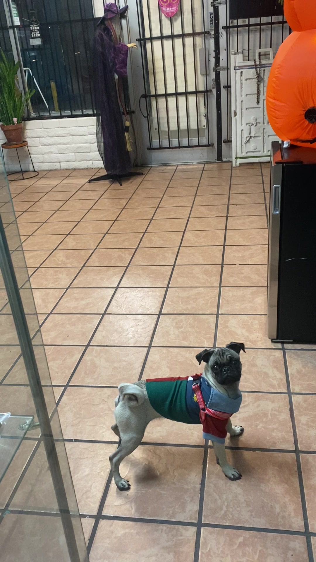 @Puggo ❤️