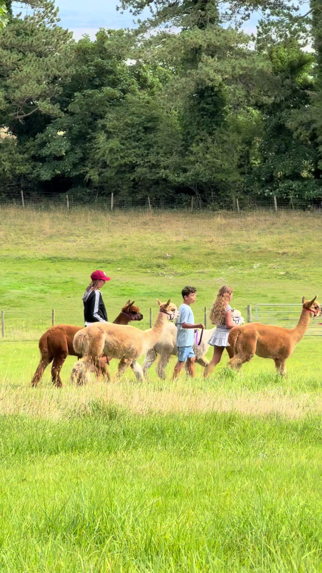 @Bardsea Alpacas and Llamas