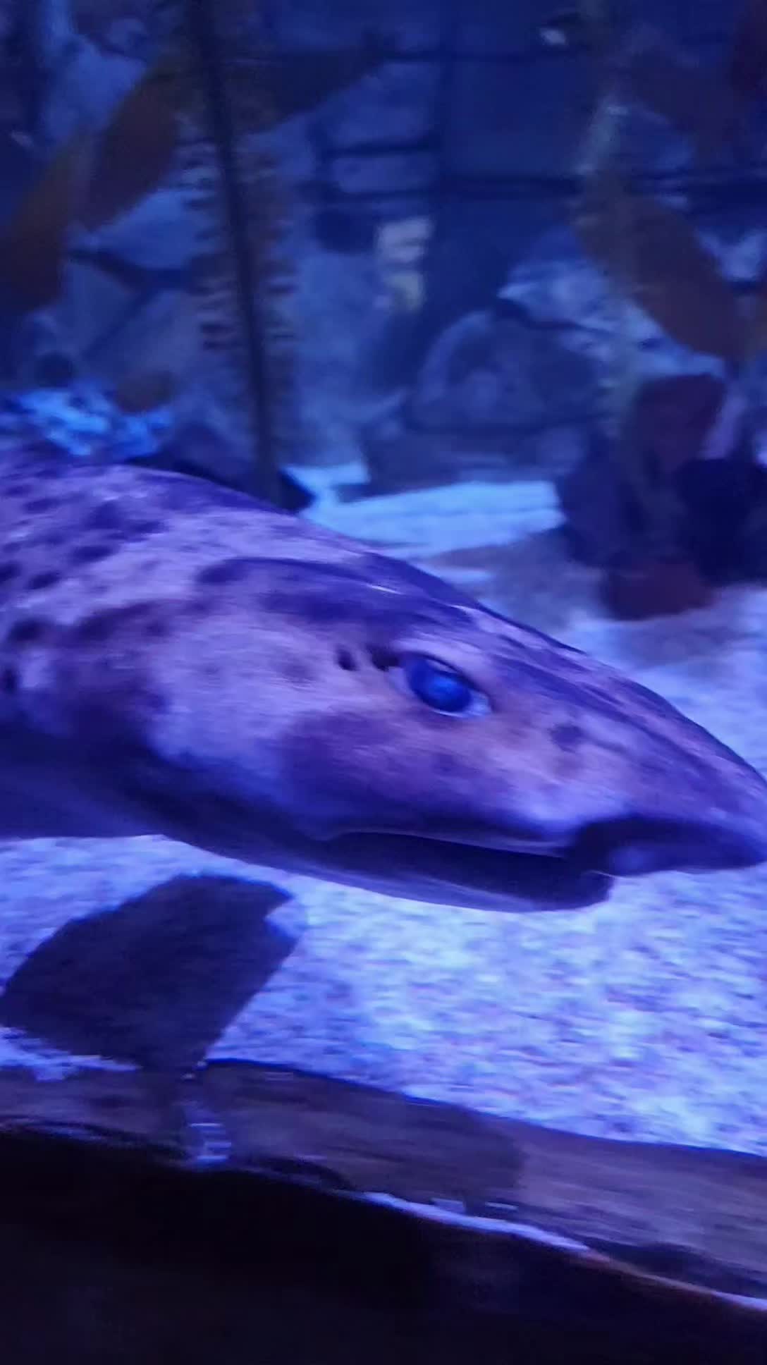 @Cuttle Aquarist