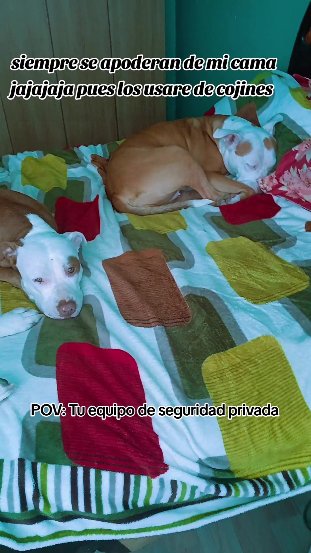 @onur kia triana y rayko