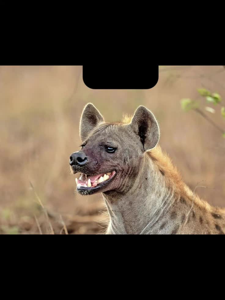 @AbrahamTheHyena✝️