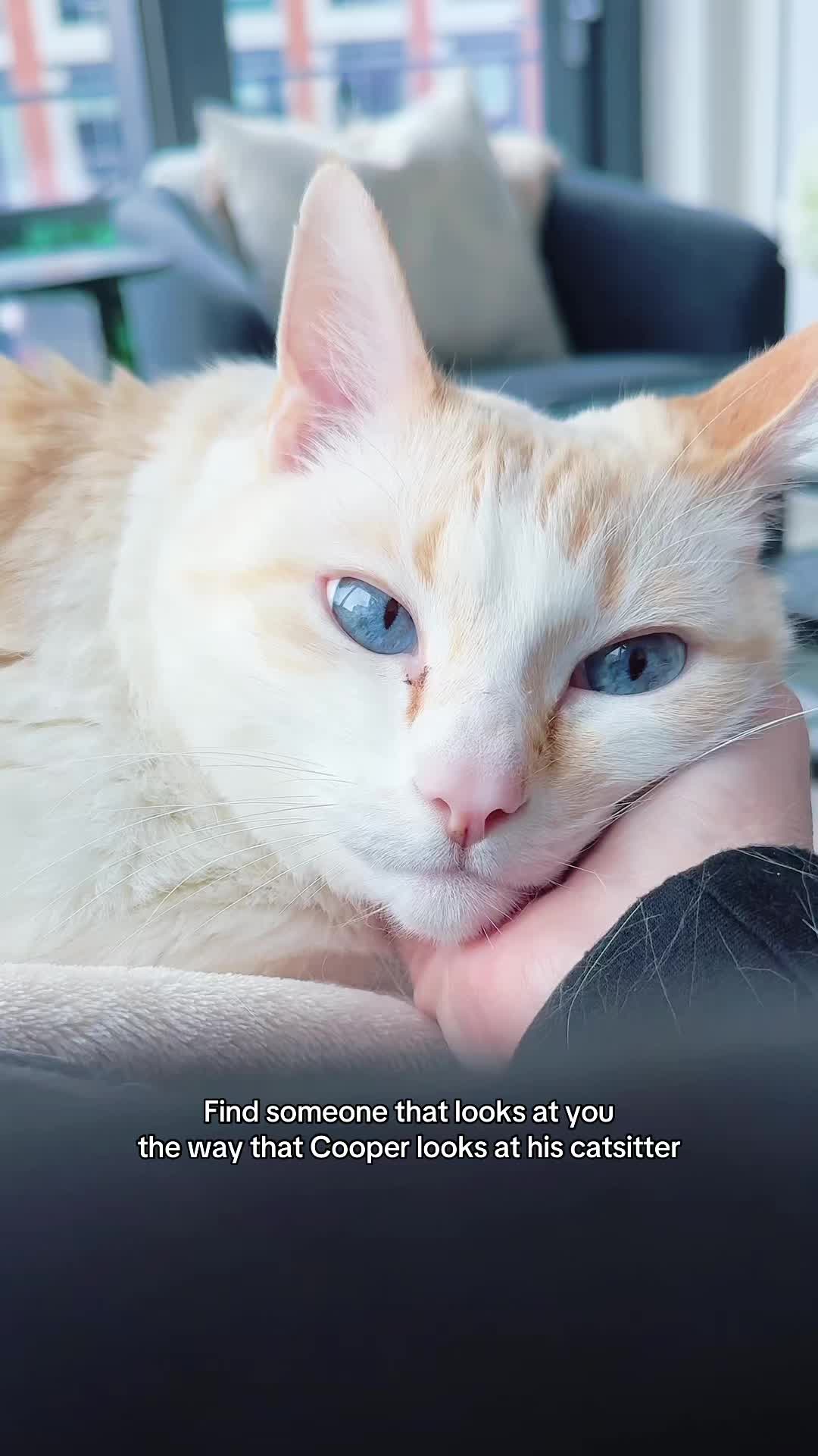 @Auntie Julie - The Cat Sitter