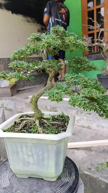 @Yanubonsai