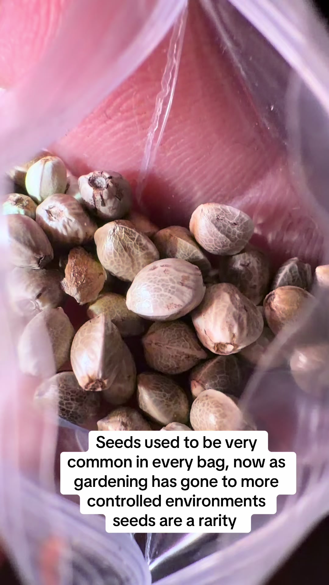 @SEEDTIVA