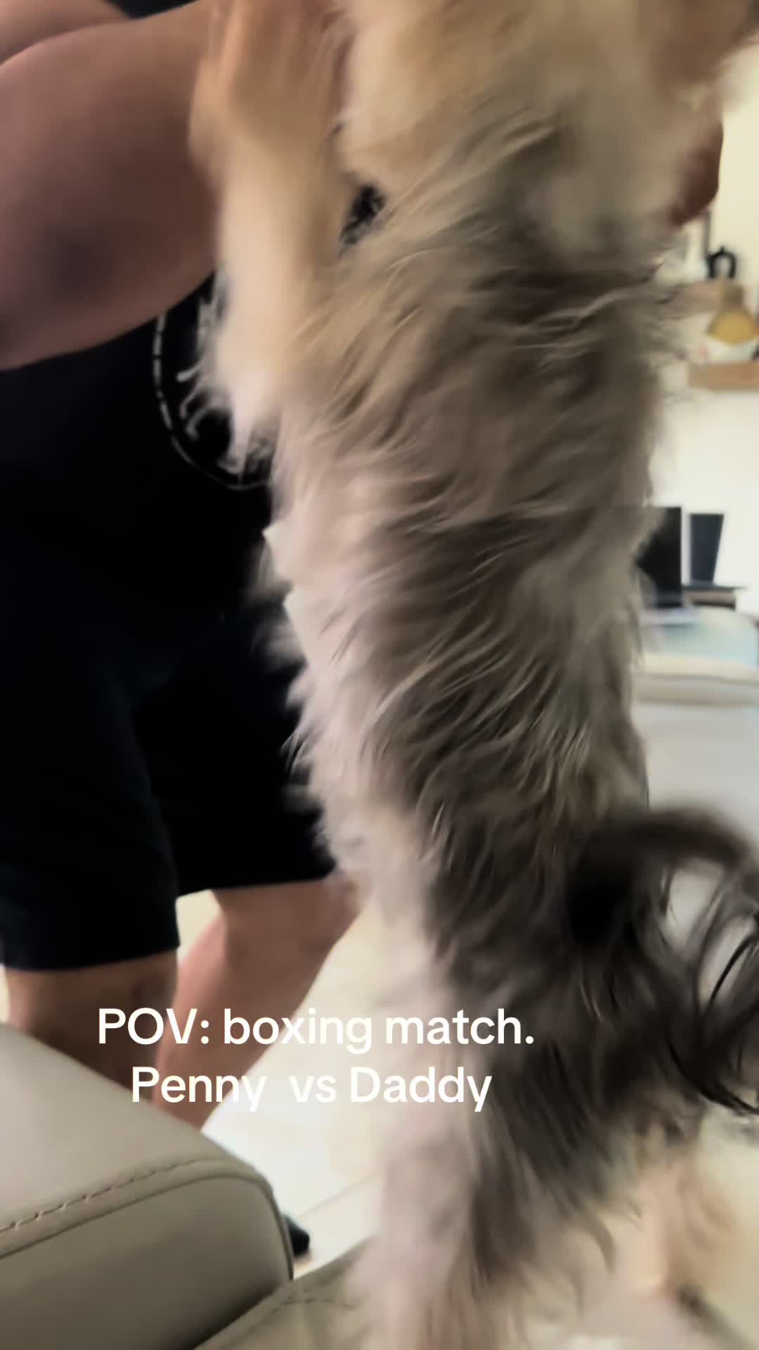 @Penny the Yorkie