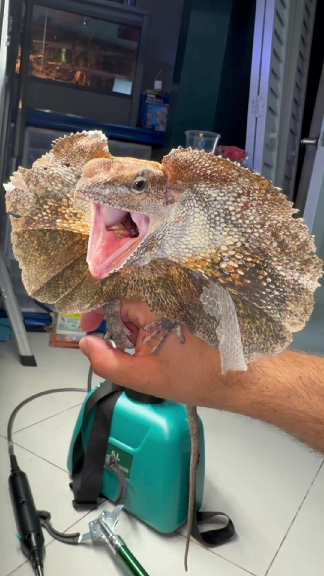 @Tommys_reptiles